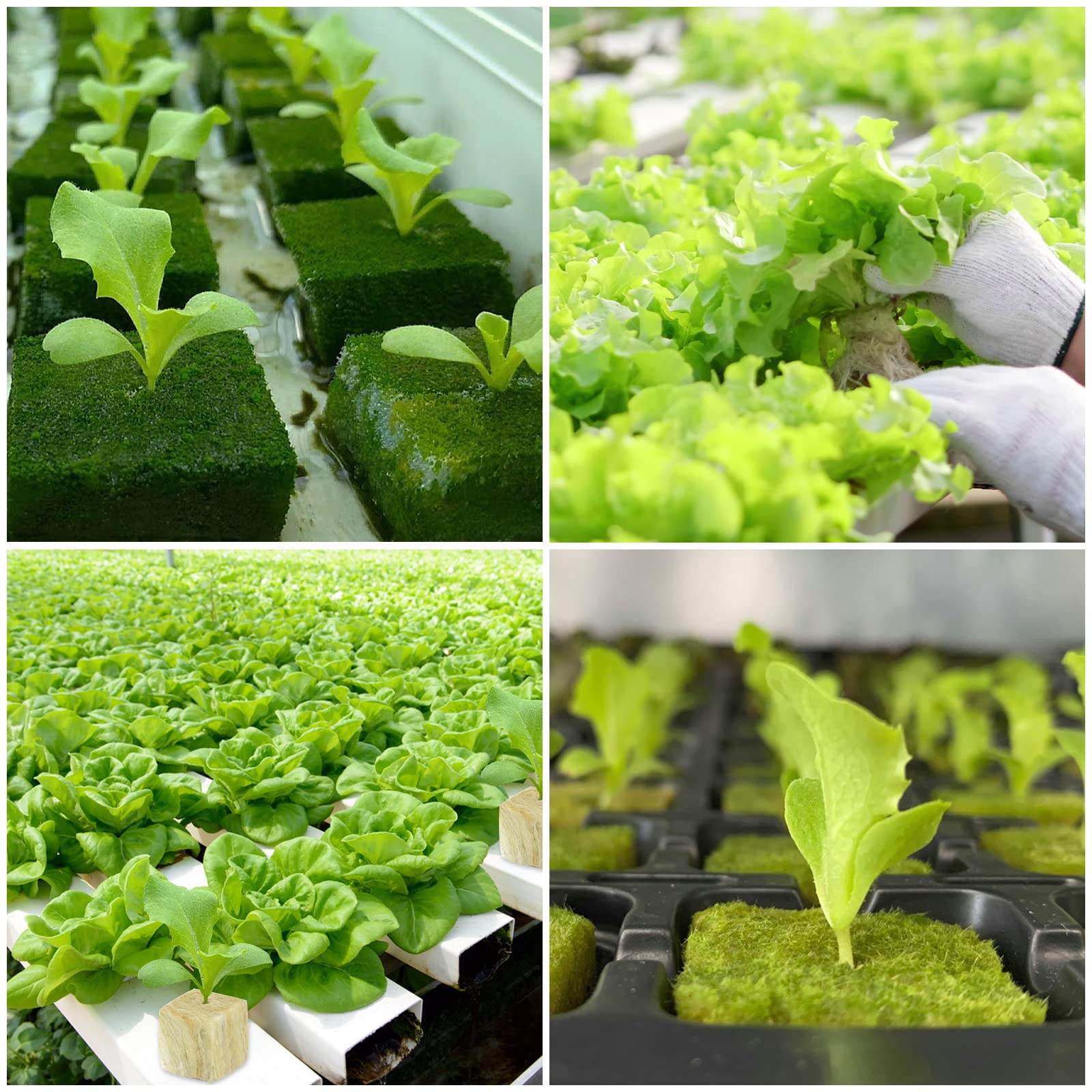 Legigo transplant-friendly plugs for soil or hydroponic setups