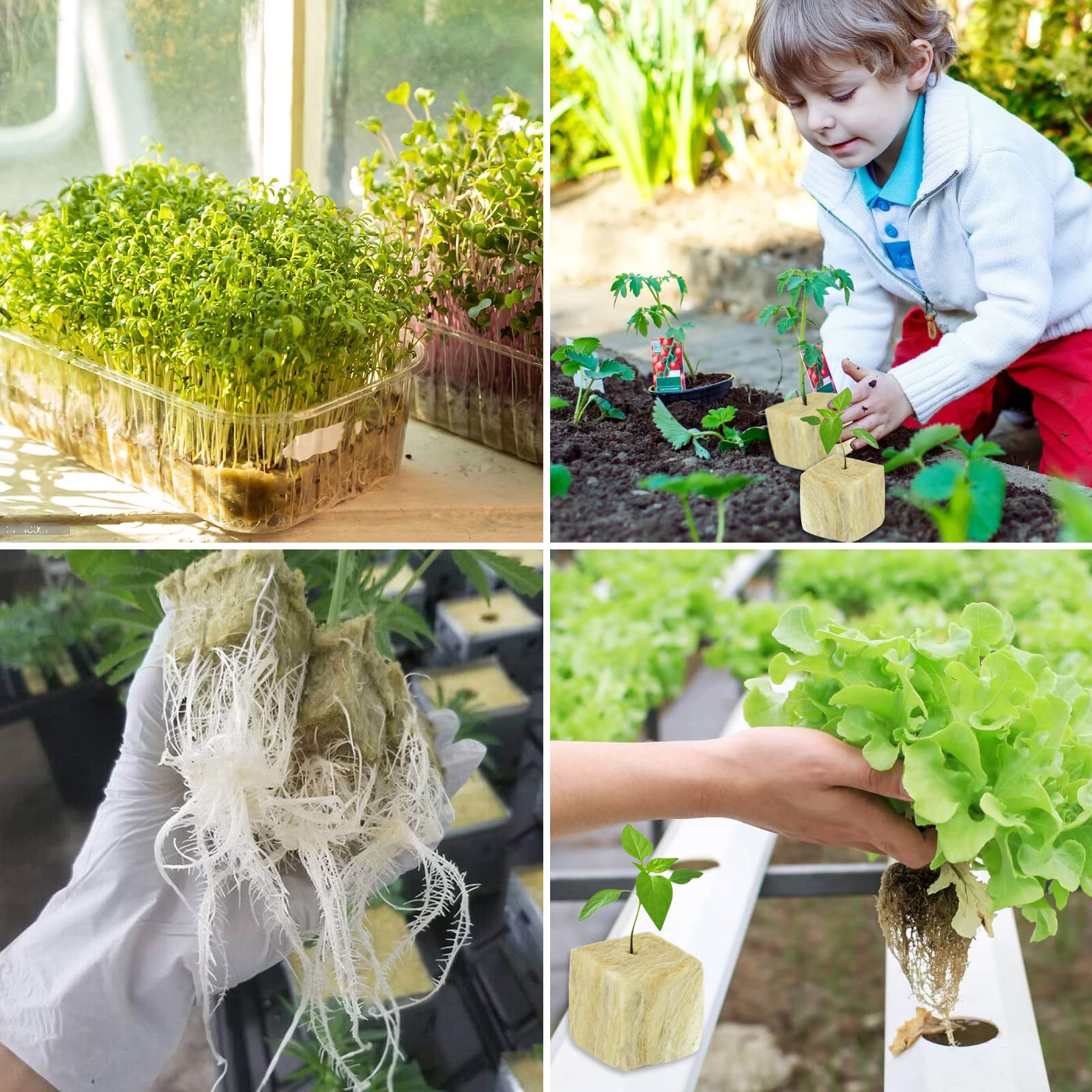 Legigo transplant ready plugs simplify moving seedlings into hydroponics or soil