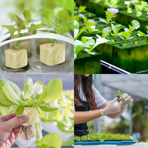 Legigo starter plugs suit lettuce, cucumbers, herbs, and other crops