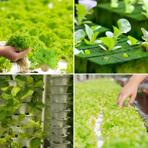 Legigo 1-inch cubes provide ideal moisture and aeration for seedlings.