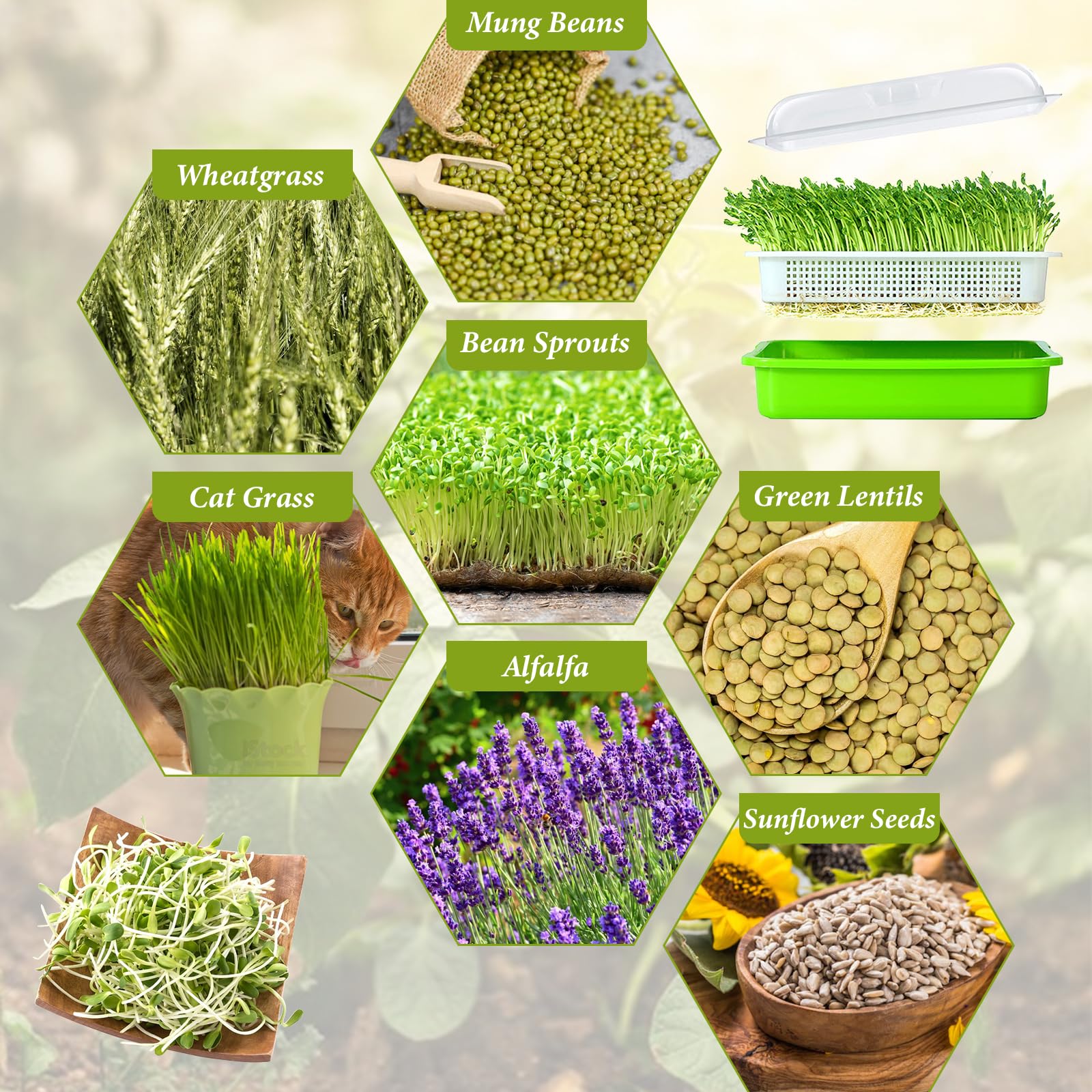 Legigo eight-pack tray set ideal for indoor mung, wheatgrass, and radish sprouts
