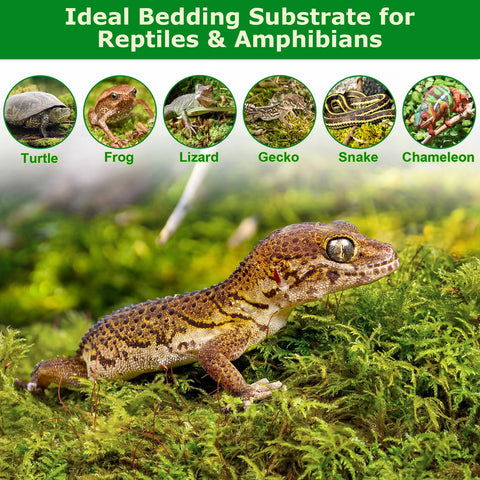 Legigo sphagnum moss doubles as reptile habitat substrate for humidity-loving pets