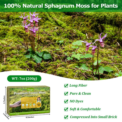 Legigo sphagnum moss green fluff closeup highlighting soft texture for roots