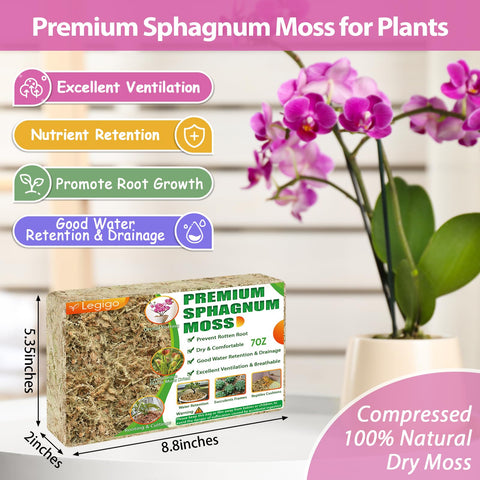 Legigo sphagnum moss soaking stage – moist texture ideal for orchid root growth.