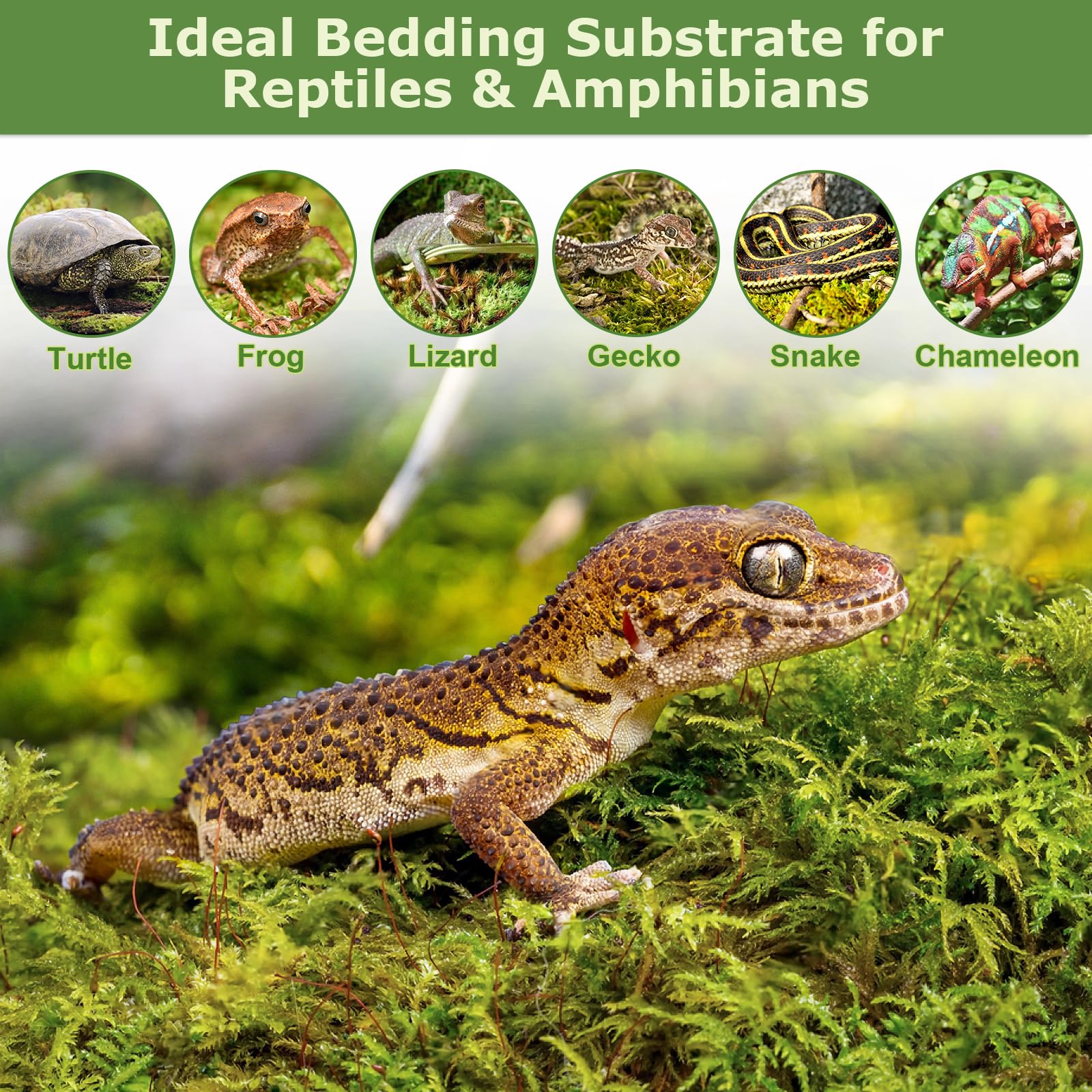 Legigo moss bedding for reptiles supports a moist, comfortable habitat