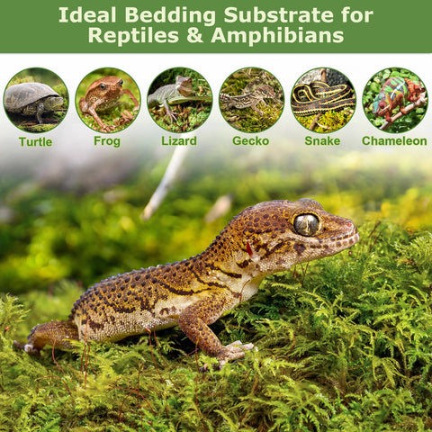 Legigo moss bedding for reptiles supports a moist, comfortable habitat