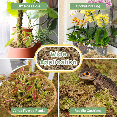Legigo sphagnum moss terrarium substrate supports reptiles and amphibians.