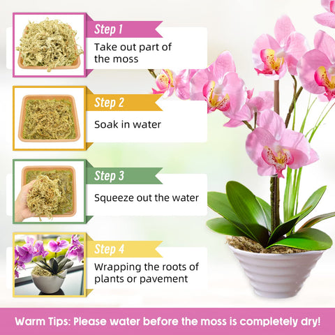 Legigo sphagnum layer on soil surface improves moisture balance for succulents and ferns.