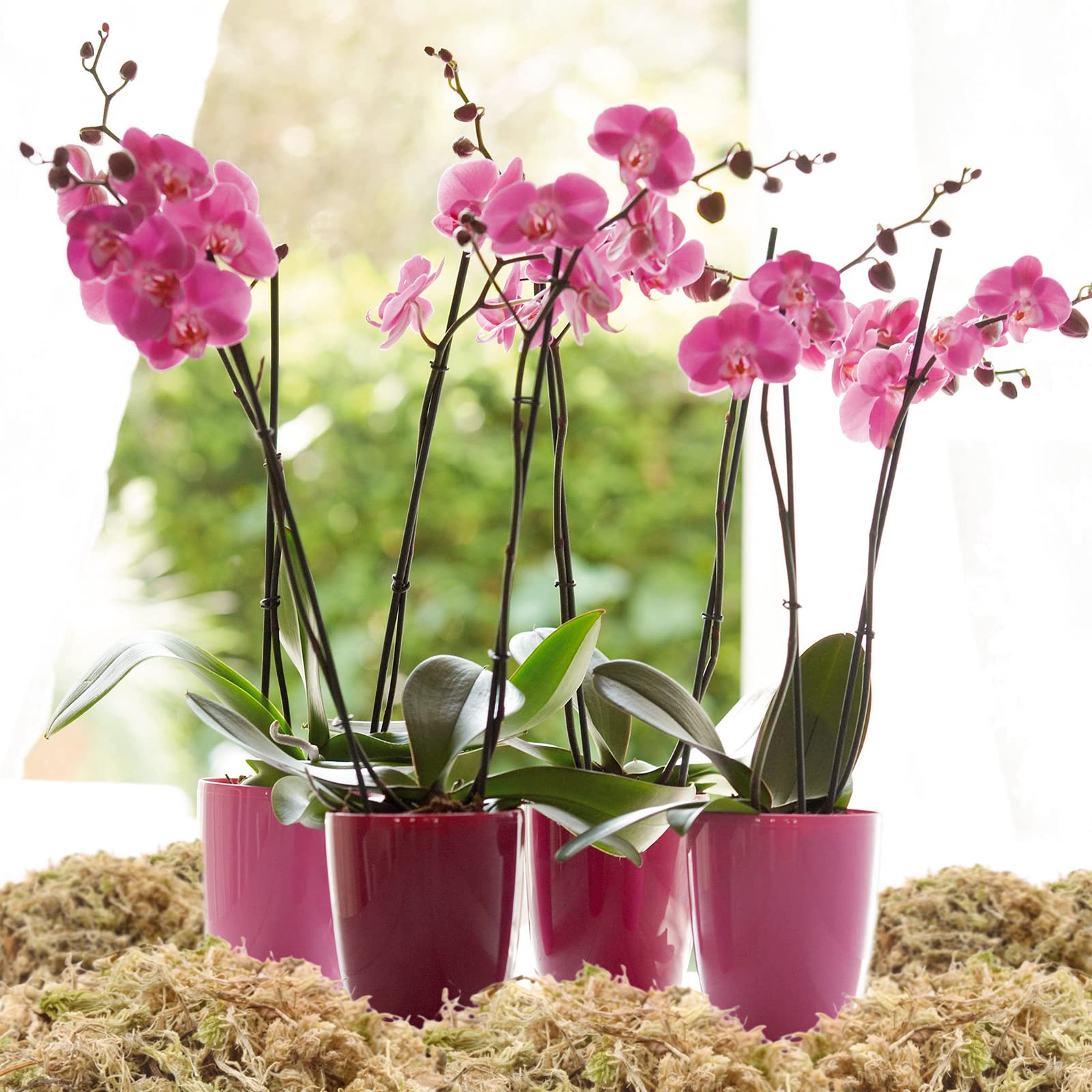 Legigo succulent layering moss for decorative, breathable plant arrangements