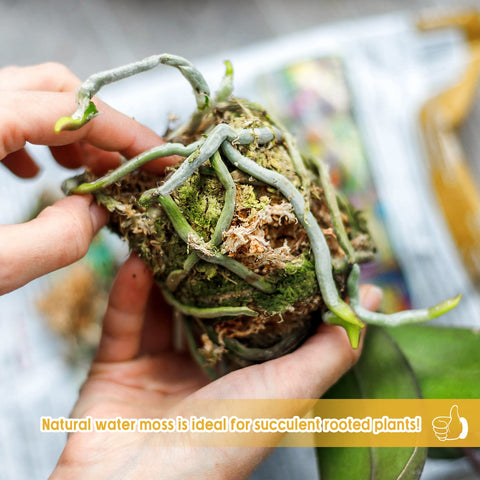 Legigo terrarium moss used as incubation-friendly substrate in a terrarium