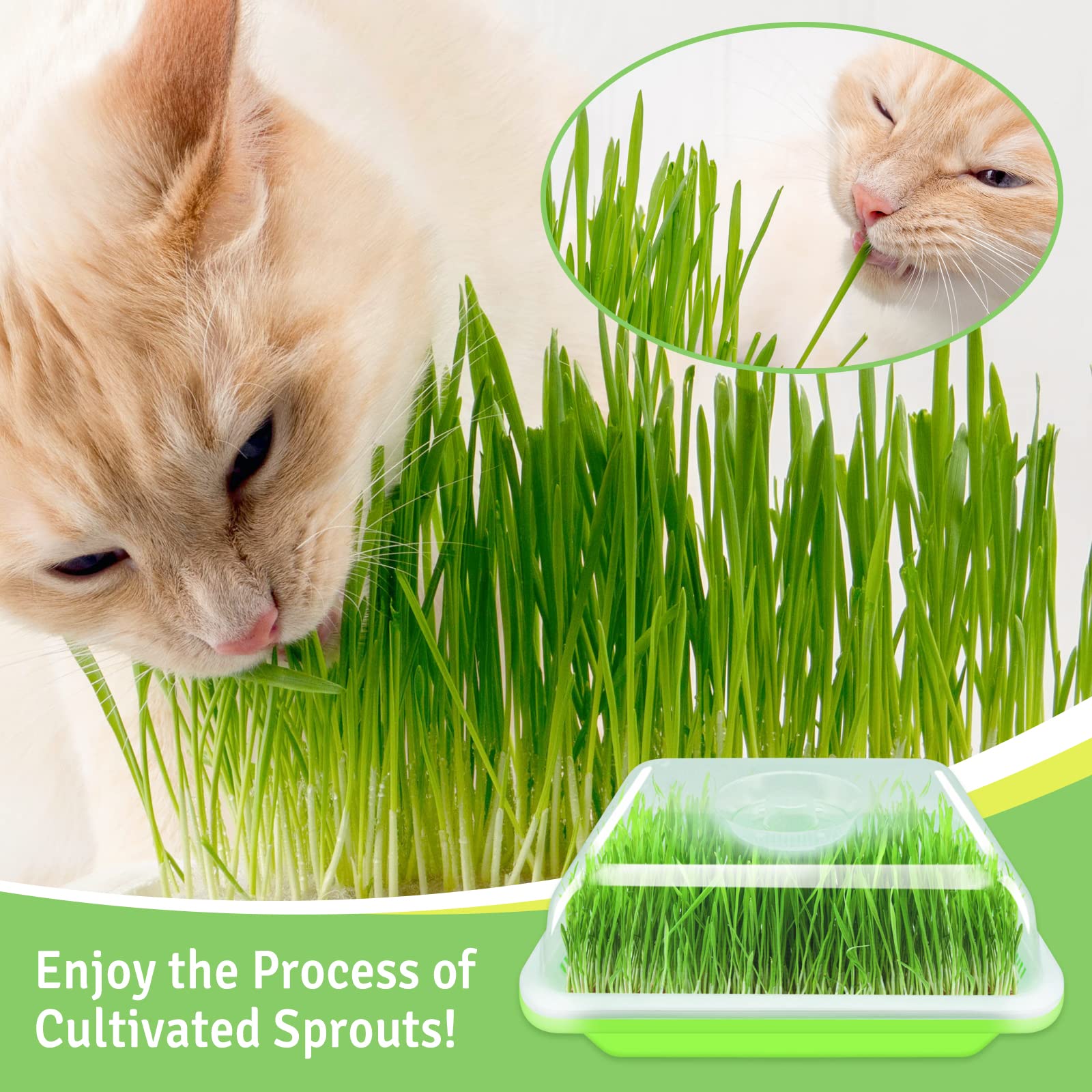 Legigo wheatgrass sprouting with water-only method on a compact tray.