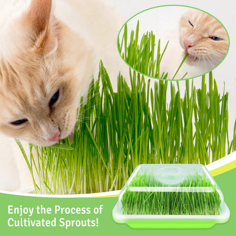 Legigo wheatgrass sprouting with water-only method on a compact tray.