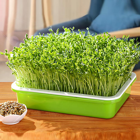 LeJoy Garden heat and moisture preservation shown in sprouting setup