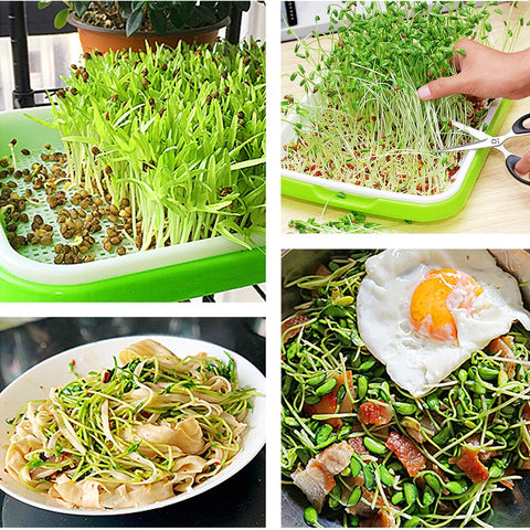 LeJoy Garden dense-hole design prevents small seeds from leaking during rinsing.