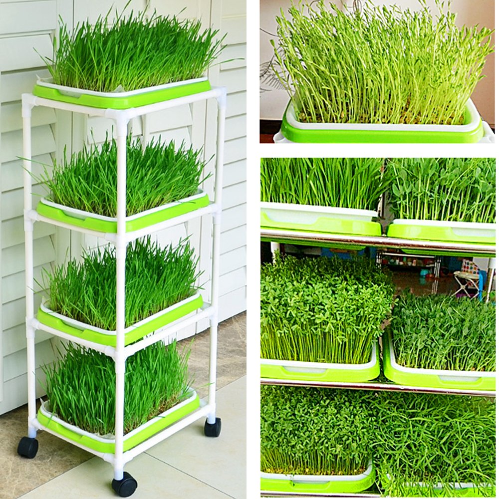 LeJoy Garden seed sprouter storage tray demonstrates dual-use convenience for seeds and snacks.