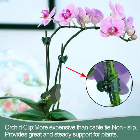 LeJoy Garden single-stem flower support for orchids and roses.