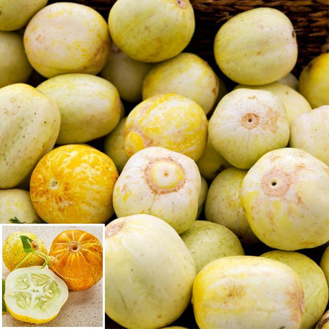 Lemon cucumber seeds harvest-ready plants, promising crisp, pale yellow fruit.