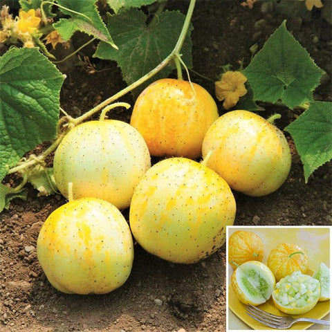 Lemon cucumber seeds planting directions, simple care for vibrant, productive vines.