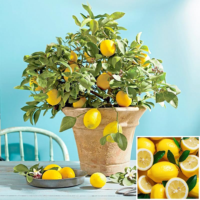 Decorative lemon seeds for indoor or patio bonsai with bright foliage.