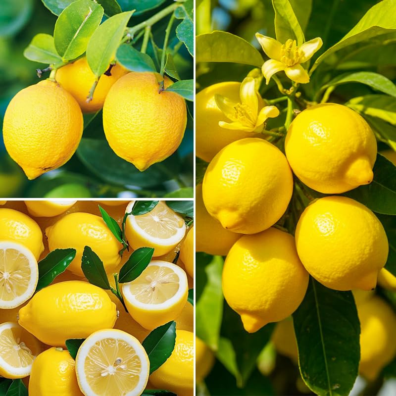 Non-GMO heirloom lemon seeds for authentic garden fruit.