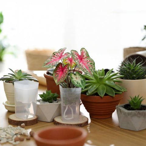 LemonRoad propagation setup ideal for succulents and herbs on a windowsill