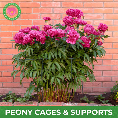 LEOBRO hydrangea stake protects blossoms from bending in wind