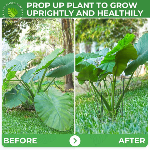 LEOBRO monstera stake guides large leaves upward for neat growth