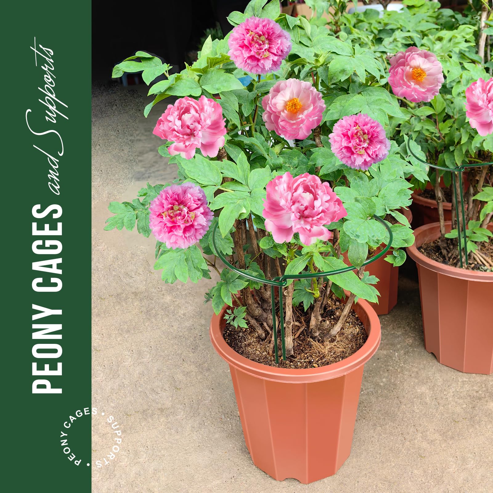 LEOBRO glossy green peony support helps plants grow upright and evenly.
