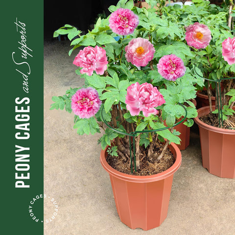 LEOBRO glossy green peony support helps plants grow upright and evenly.