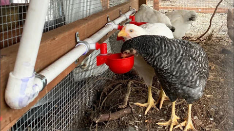 LetsFix coop-ready water system keeps ducks, chickens, quail hydrated efficiently