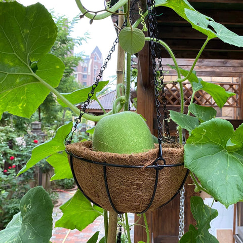 Natural coconut fiber material by Levery HALEDAZE provides sturdy, breathable liner.