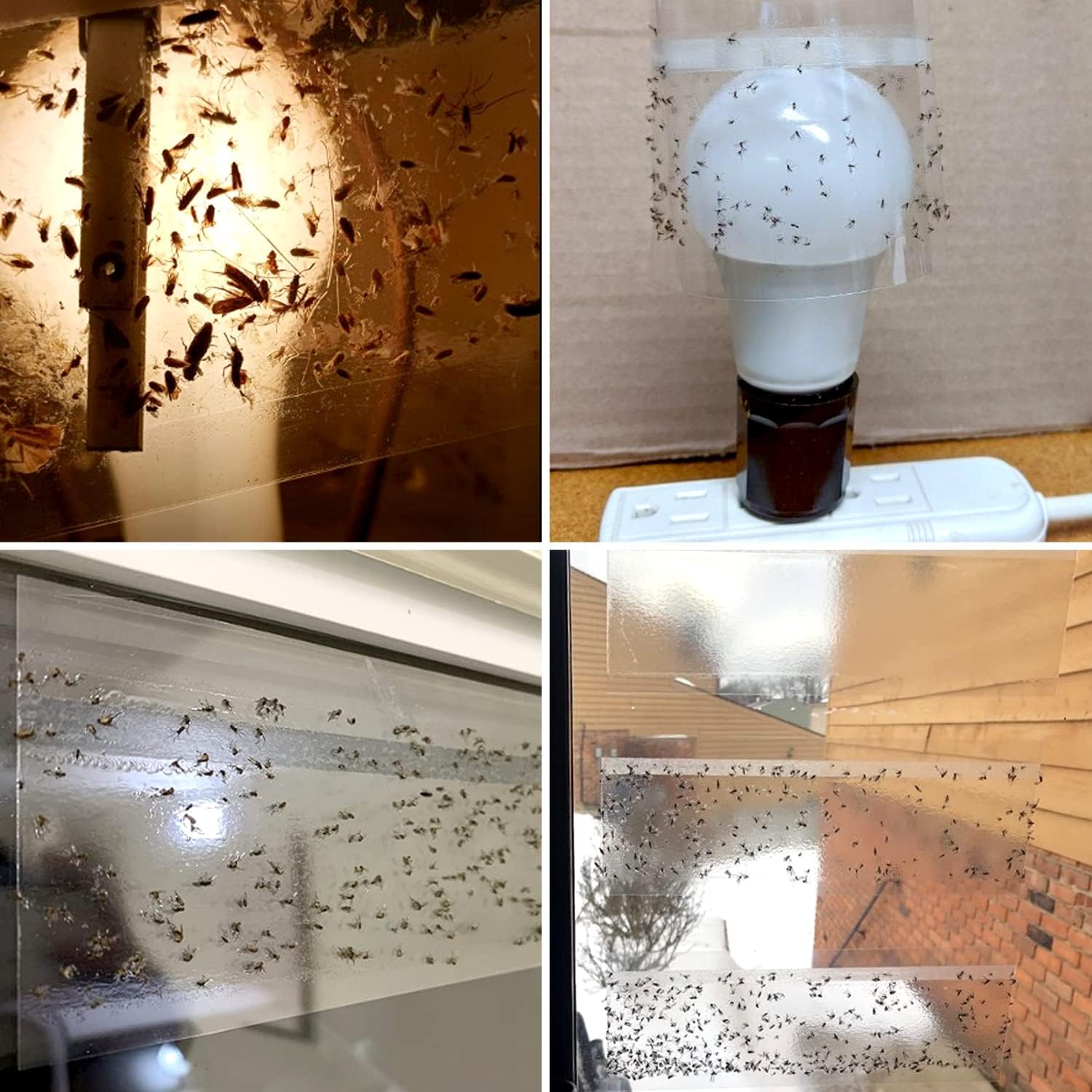 LFSYS 50-pack window traps arranged for indoor fly control
