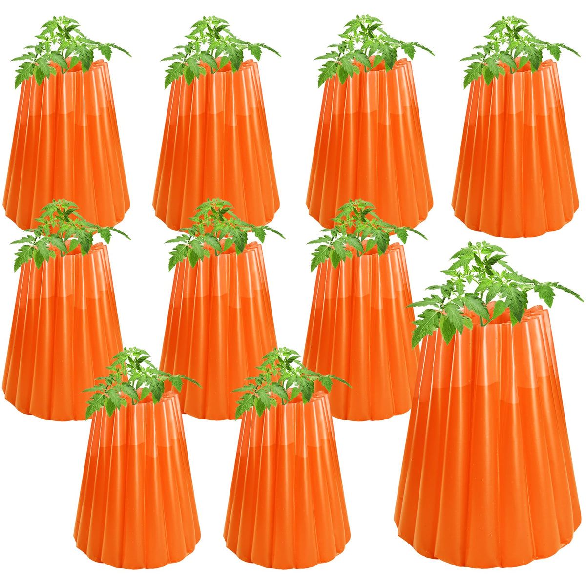 LFUTARI Wall of Water plant cover setup protecting seedlings from frost