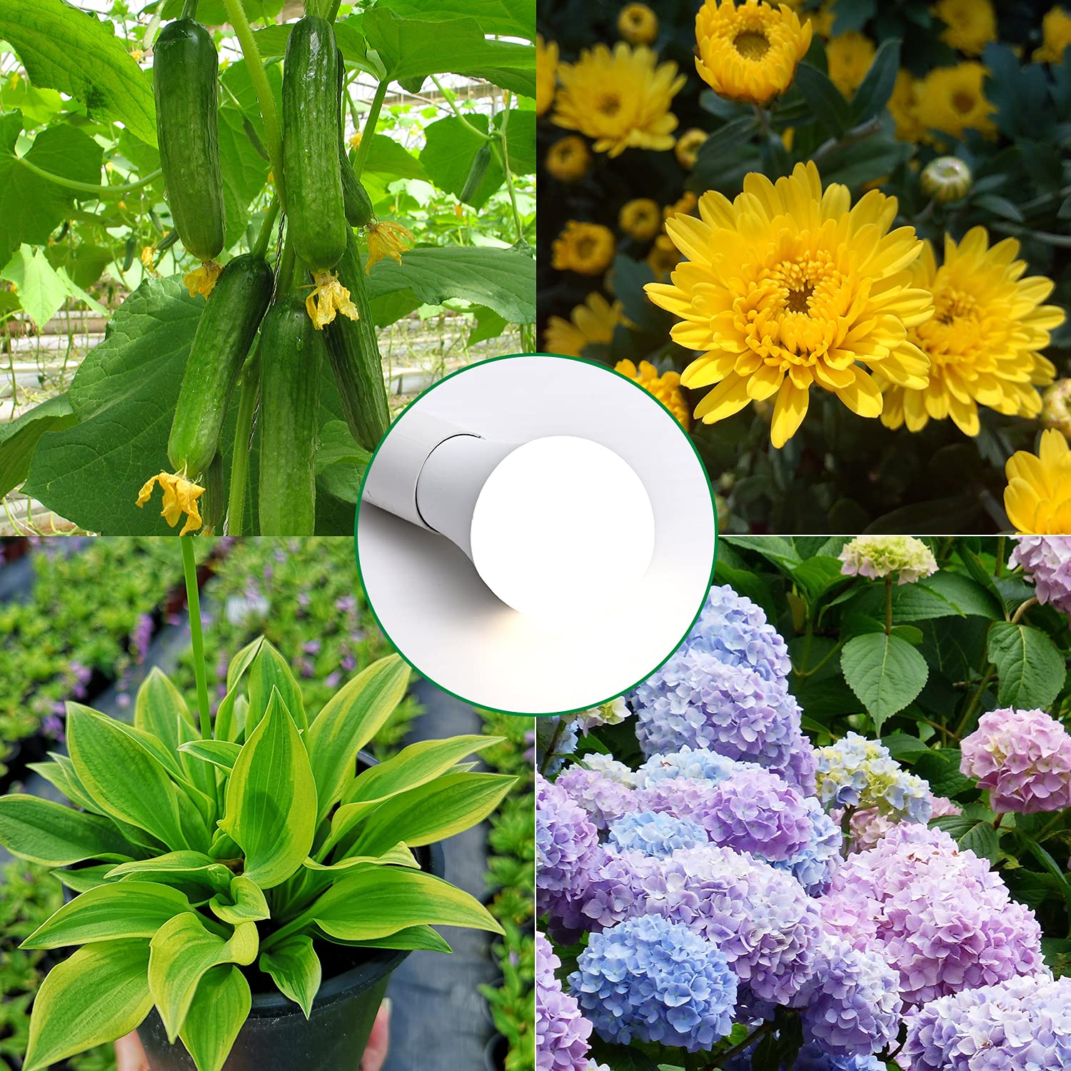Lgghdm A19 PPF-balanced spectrum for diverse indoor plants