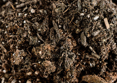 LGM indoor plant use promotes healthy roots and reduces waterlogging