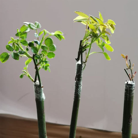 Liaogo breathable grafting tape allows gas exchange at the graft site