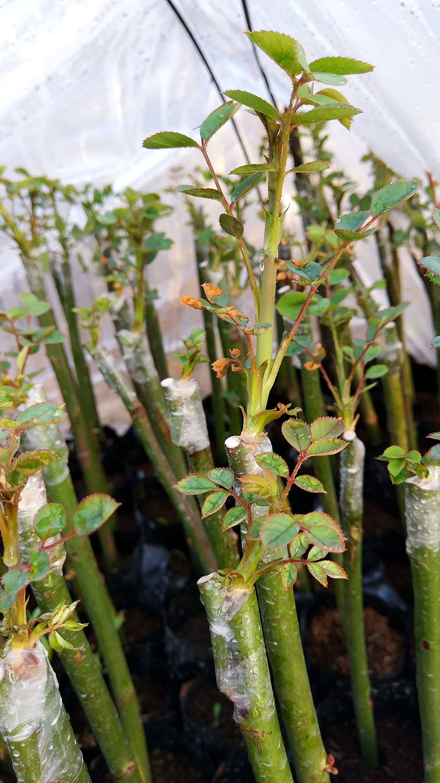 Liaogo clear grafting tape transmits light to buds during grafting