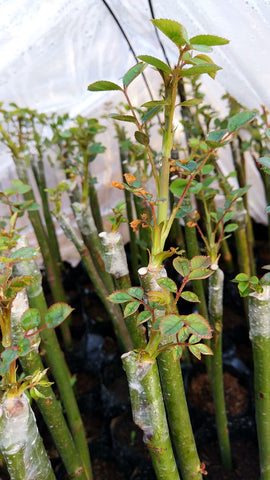 Liaogo clear grafting tape transmits light to buds during grafting