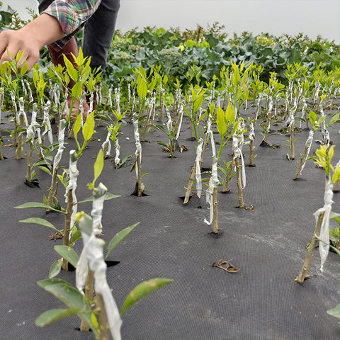 Liaogo grafting tape being wrapped around a plant graft visually