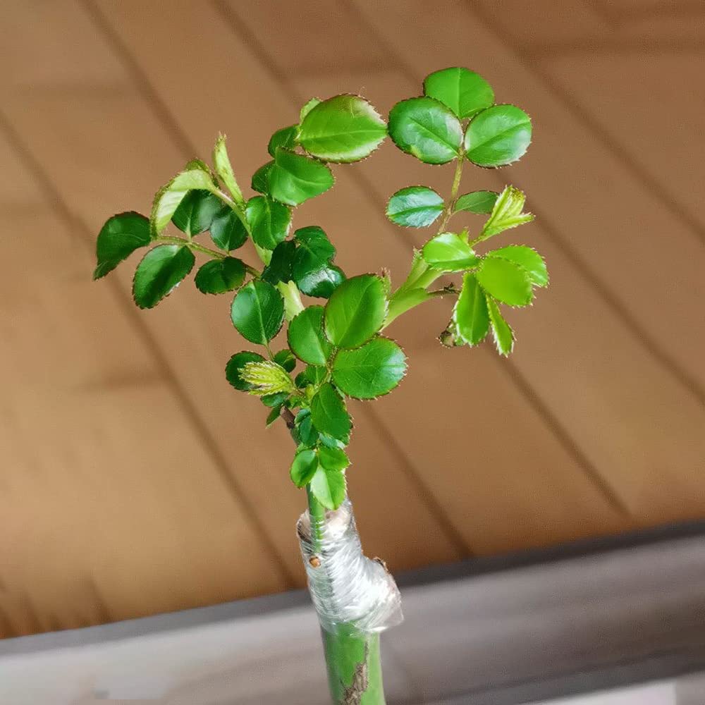 Liaogo waterproof stretchable grafting tape protects grafts