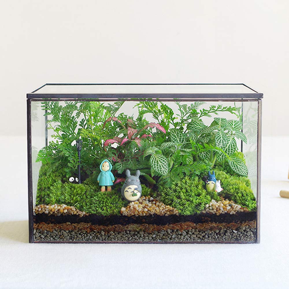 Libproqia rectangle terrarium with black pot for compact indoor display.