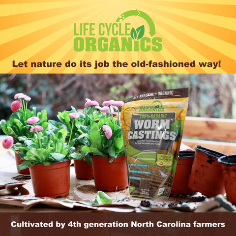 Healthy crops thriving after Life Cycle Organics castings application.