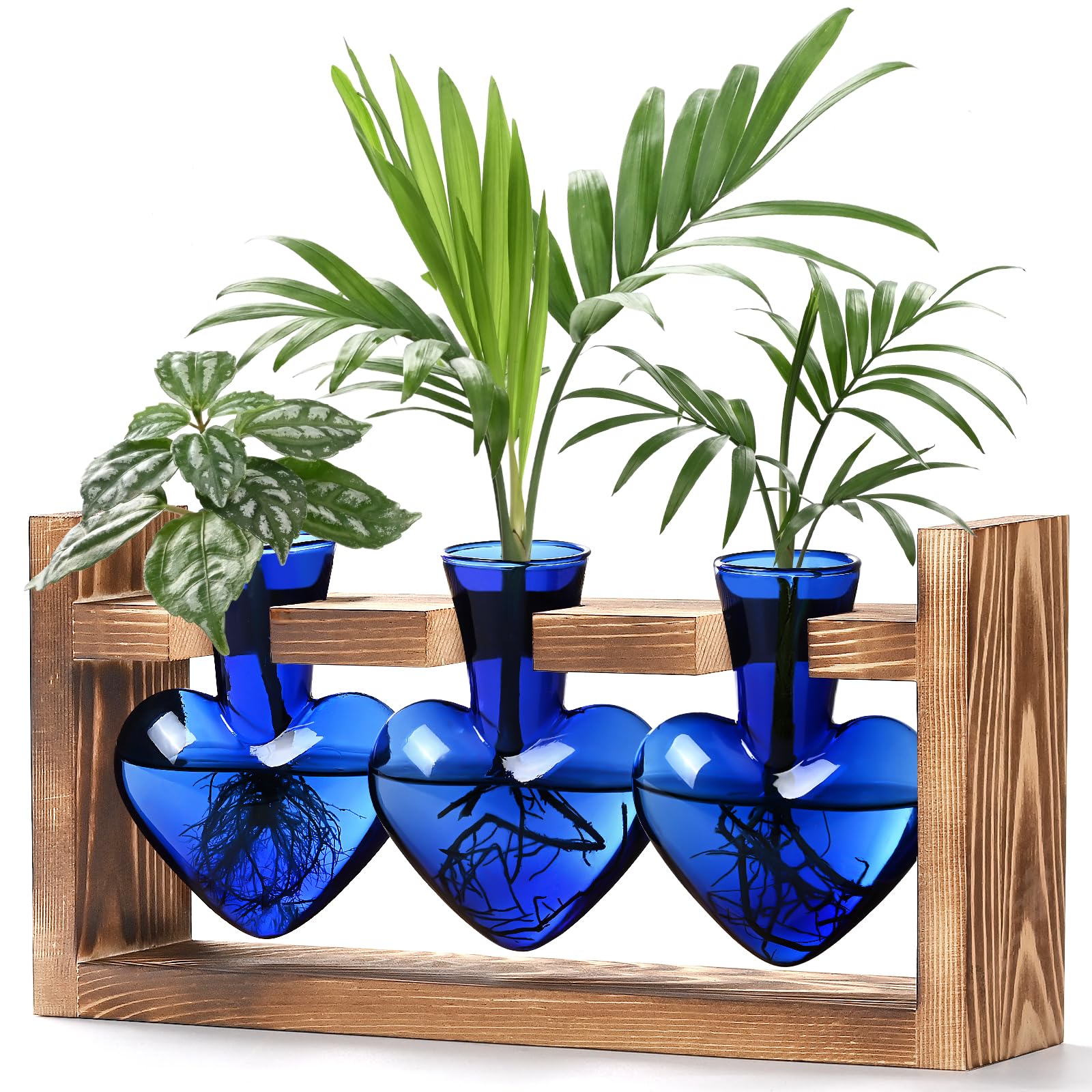 Lifecapido heart-shaped propagation station in blue glass on wooden stand for easy root observation.