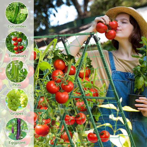 LifeisLuck garden trellis with climbing plants like tomatoes and grapes.
