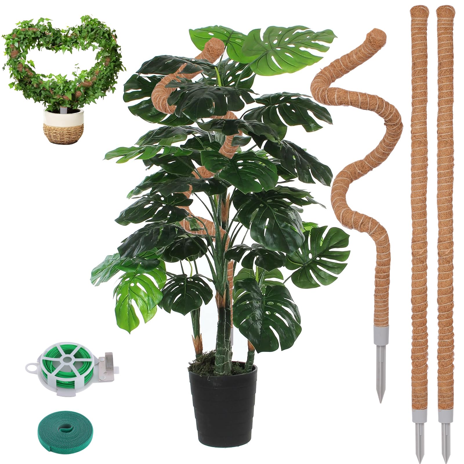 LifeNest 50 inch moss pole supporting monstera with air root growth