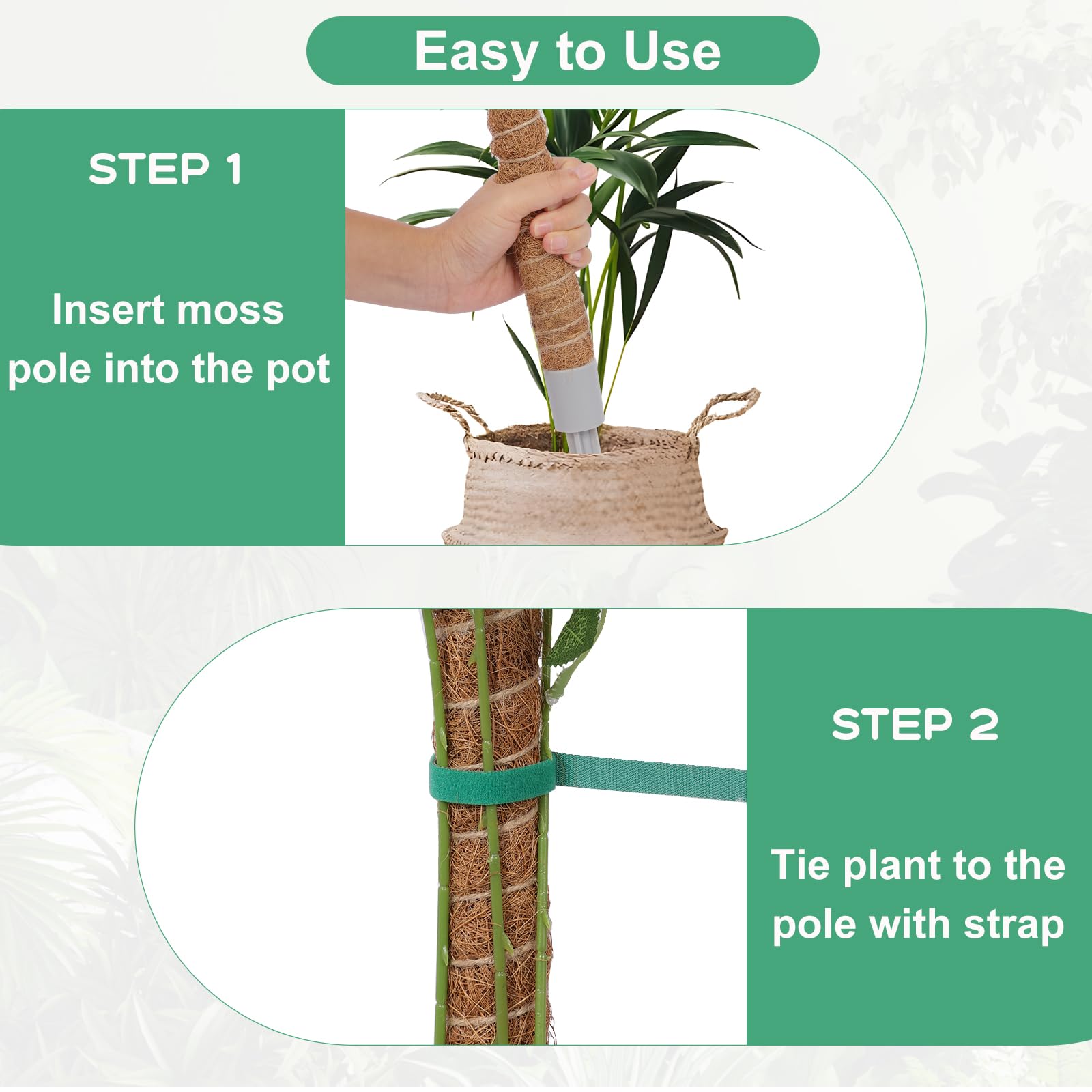 Monstera using LifeNest moss pole to train upward growth.