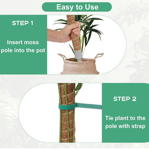Monstera using LifeNest moss pole to train upward growth.