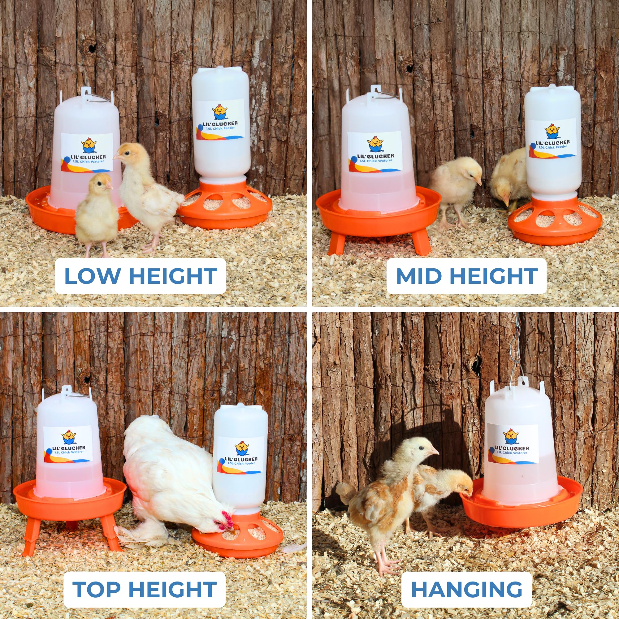 Lil'Clucker 1.5L chicken waterer in use with steady water flow.