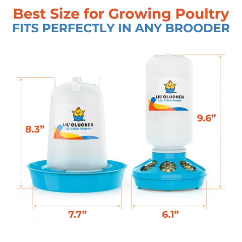 Lil'Clucker chick waterer 1.5L keeps water clean and accessible for growing chicks.