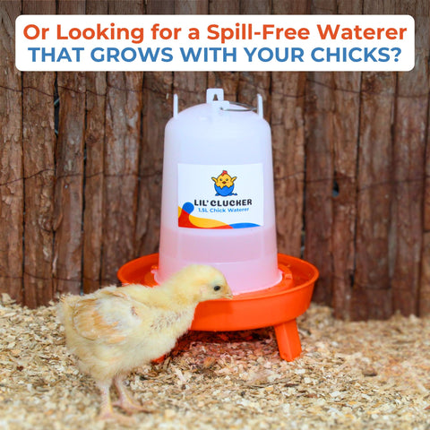 Lil'Clucker compact flock setup fits small brood areas and spaces.